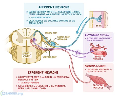 Axon bundles pass impulses between the brain and spinal cord. These bundles within the CNS are called afferent and efferent neural pathways or tracts. Axons that extend from the CNS to connect with peripheral tissues belong to the PNS. Axons bundles within the PNS are called afferent and efferent peripheral nerves. Central …